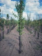 FRUITBOMEN - APPEL, PEER, PRUIM, KERS, Tuin en Terras, Planten | Fruitbomen, Ophalen, 250 tot 400 cm, Overige soorten