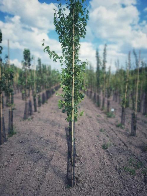 FRUITBOMEN - APPEL, PEER, PRUIM, KERS, Tuin en Terras, Planten | Fruitbomen, Overige soorten, 250 tot 400 cm, Ophalen