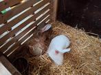 konijnen, Dieren en Toebehoren, Konijnen, Meerdere dieren, Groot, 0 tot 2 jaar