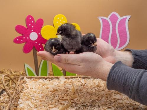 Jonge Noord Hollandse Blauwe kuikens gesekst en ingeënt, Dieren en Toebehoren, Pluimvee, Kip, Vrouwelijk
