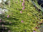 verbena, Ophalen