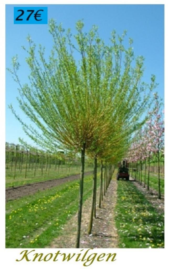 KNOTWILGEN Salix Alba, Hoogstam, stammaat 8/10 = 27€/stuk, Tuin en Terras, Planten | Bomen, Overige soorten, 250 tot 400 cm, Lente
