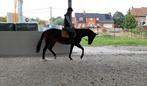Merrie 8 jaar, braaf op wandeling en in de piste, Dieren en Toebehoren, Paarden, Merrie