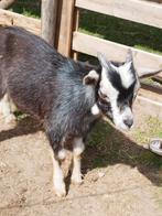 Jong bokje, Dieren en Toebehoren