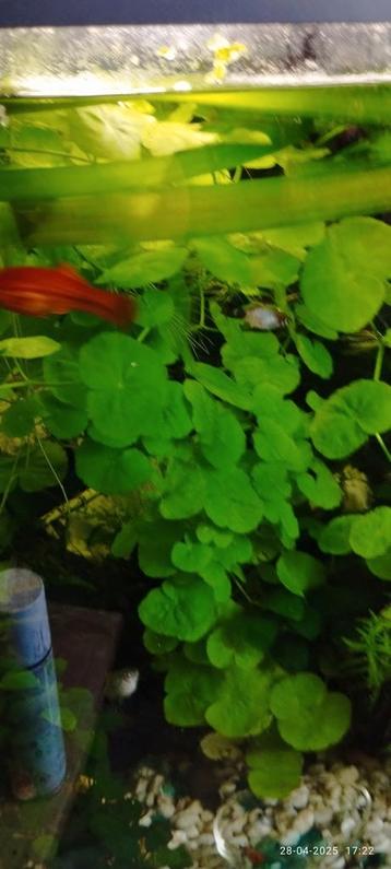 chinese klimop cardamine lyrata - grooooote bos beschikbaar voor biedingen