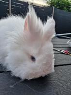 Teddy dwergkonijntjes, Dieren en Toebehoren, Konijnen
