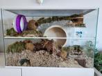 Terrarium voor knaagdieren – Witte profielen, Dieren en Toebehoren, Minder dan 60 cm, Nieuw, Ophalen of Verzenden, Hok