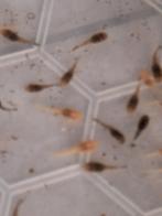 Ancistrus jongen., Dieren en Toebehoren, Vissen | Aquariumvissen