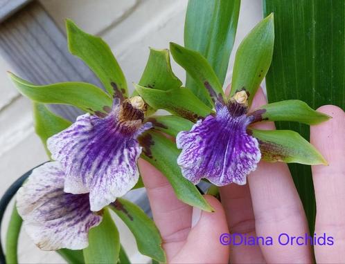 Orchidee Zygopetalum Impasto Green * Geurig, Huis en Inrichting, Kamerplanten, Halfschaduw, Ophalen of Verzenden