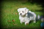 Maltezer pups, Dieren en Toebehoren, Honden | Chihuahua's en Gezelschapshonden, België, Maltezer, CDV (hondenziekte), 8 tot 15 weken
