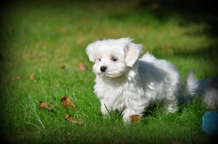 Maltezer pups, Dieren en Toebehoren, Honden | Chihuahua's en Gezelschapshonden, Meerdere dieren, Maltezer, Fokker | Professioneel