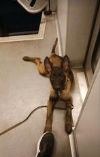 Chiot malinois de 7 mois, Animaux & Accessoires, 15 semaines à 1 an, Particulier, Chien (mâle), Un chien