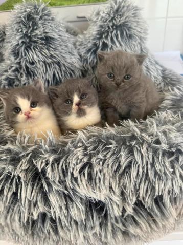 Brits korthaar, Dieren en Toebehoren, Katten en Kittens | Raskatten | Korthaar, Gechipt