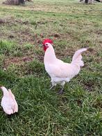 Witte haan, Dieren en Toebehoren, Pluimvee, Mannelijk, Kip