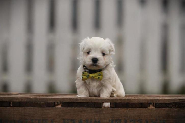 Bichon Maltais, eleveur Belge, Animaux & Accessoires, Chiens | Chihuahuas & Chiens de compagnie, Plusieurs animaux, Bichon maltais