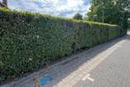 Haagbeuk - 60 meter - zelf uit te halen, Tuin en Terras, Ophalen, Haagbeuk, Haag, 100 tot 250 cm