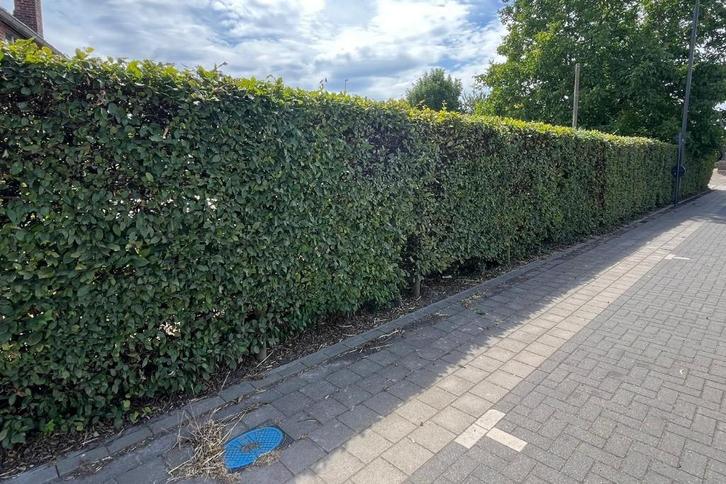 Haagbeuk - 60 meter - zelf uit te halen, Tuin en Terras, Planten | Struiken en Hagen, Haag, Haagbeuk, 100 tot 250 cm, Ophalen