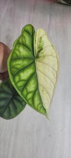 Alocasia dragon scale variegated, Huis en Inrichting, Kamerplanten, Ophalen
