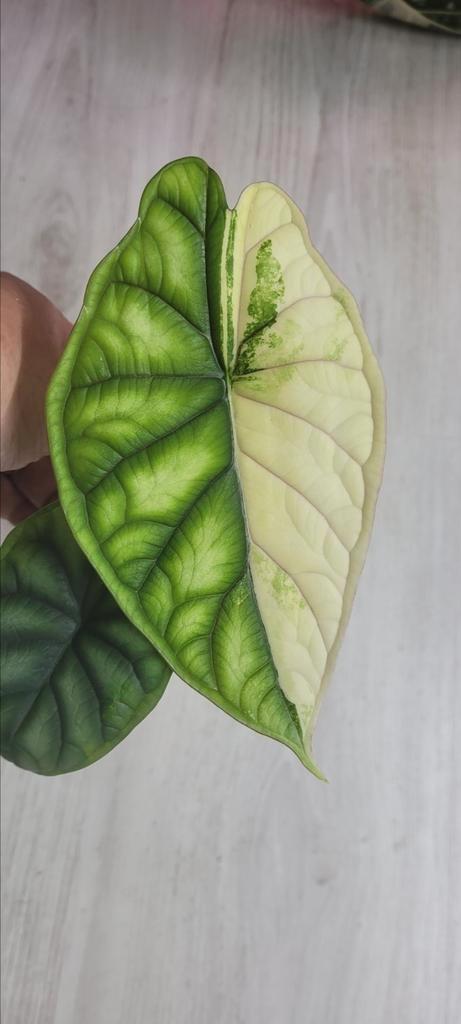 Alocasia dragon scale variegated, Huis en Inrichting, Kamerplanten, Ophalen