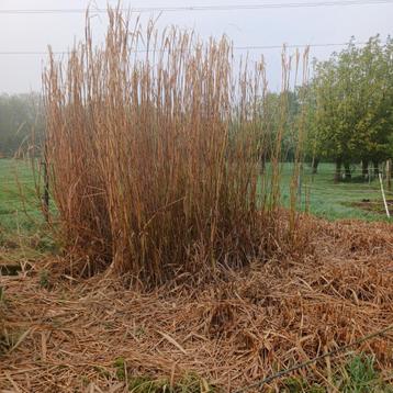 Siergras miscanthus giganteus, Tuin en Terras, Ophalen, Overige soorten, Haag, 250 cm of meer