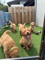 Mooie medium goldendoodle pups(golden retriever x poedel), Dieren en Toebehoren, België, Overige rassen, CDV (hondenziekte), 8 tot 15 weken
