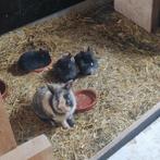 Jonge leeuwenkopjes konijnen te koop, Animaux & Accessoires, Lapins