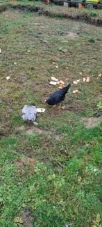 Poules, Juli, Vrouwelijk