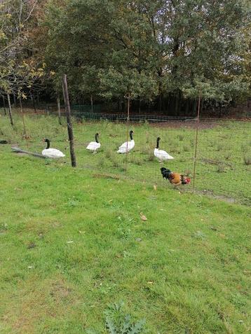 zwarthals zwaan koppel 5jaar, bewezen koppel beschikbaar voor biedingen