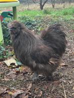 Zijdehoener haan, Dieren en Toebehoren