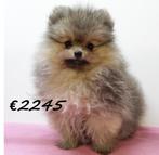 Pomeriaantjes pups te koop, Keeshond, 15 weken tot 1 jaar, Handelaar, Buitenland