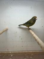 Mooie ,groene kanarie - flinke zanger !!!, Dieren en Toebehoren, Vogels | Kanaries