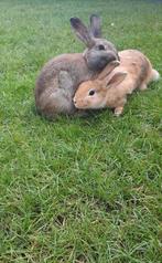Lapin nain à vendre, Animaux & Accessoires, Plusieurs animaux, Nain, 0 à 2 ans