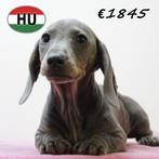 Kortharige Dwerg Teckel puppy's - te koop, Dieren en Toebehoren, 15 weken tot 1 jaar, Handelaar, CDV (hondenziekte), Dwerg