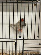 Zebravink man Pastel bleekrug split oranjeborst zwartborst, Mâle, Oiseau tropical, Bagué