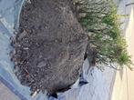 GRATIS -> ZWARTE GROND, Ophalen, Tuinaarde