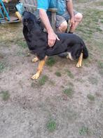 duitse herder, Dieren en Toebehoren, België, Particulier, Eén hond, 3 tot 5 jaar