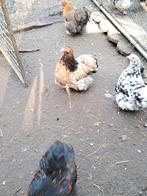 Broedeieren cochin kriel, Dieren en Toebehoren, Pluimvee