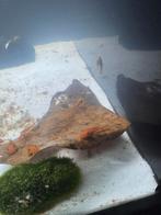 Super red ancistrus te koop, Dieren en Toebehoren, Vissen | Aquariumvissen