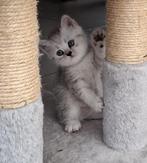 Britse korthaar - Silver tabby kittens, Meerdere dieren, Gechipt
