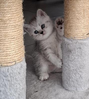 Britse korthaar - Silver tabby kittens beschikbaar voor biedingen