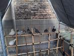 Oostende gratis vogel, Dieren en Toebehoren