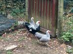 Wyandotte kriel, Dieren en Toebehoren, Pluimvee
