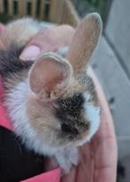 Dwergkonijnen, Dieren en Toebehoren, Konijnen, Meerdere dieren, Klein, 0 tot 2 jaar