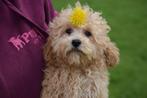 Prachtige Poedel pups beschikbaar alle kleuren, CDV (hondenziekte), Meerdere, 8 tot 15 weken, Meerdere dieren