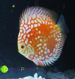 ++BIJZONDERE STOCKER DISCUSVISSEN++ topkwaliteit discus mooi, Animaux & Accessoires, Poissons | Poissons d'aquarium, Poisson, Poisson d'eau douce