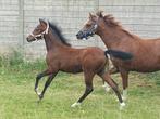Beeldig merrieveulen Welsh NWR, super bewegen, Dieren en Toebehoren, Merrie, Dressuurpony, Niet van toepassing, 0 tot 2 jaar