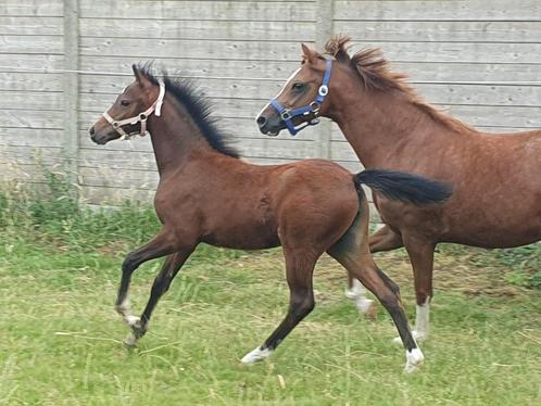 Beeldig merrieveulen Welsh NWR, super bewegen, Dieren en Toebehoren, Pony's, Merrie, Niet van toepassing, C pony (1.27m tot 1.37m)