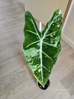 Alocasia Frydek variegata, Ophalen of Verzenden