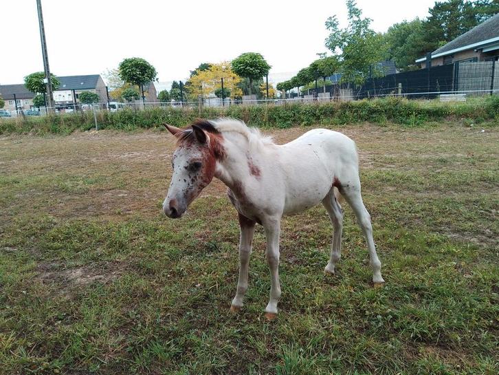 Kruising haflinger x appaloosa, Dieren en Toebehoren, Paarden, Hengst