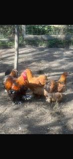 Cochin groothoender, Dieren en Toebehoren